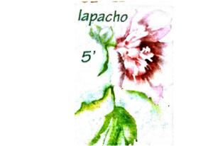 Infusion Lapacho