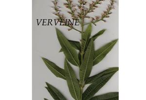 Infusion de plantes Verveine