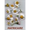 Infusion de plantes Camomille Matricaire