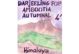 Thé Darjeeling Ambootia Automnal