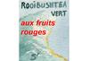 Rooibos vert Fruits rouges