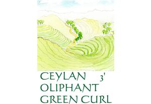 Thé vert de Ceylan Oliphant Green Curl