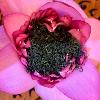Thé vert du Vietnam dans fleur de lotus