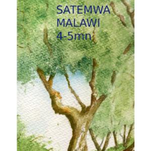 Thé noir Malawi Satemwa