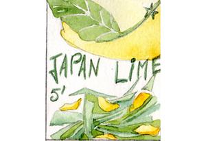 Thé vert parfumé Japan Lime