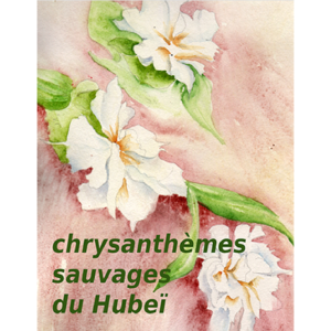 Infusion Fleurs de Chrysanthèmes Jaunes