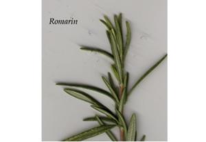 Infusion de plantes Romarin