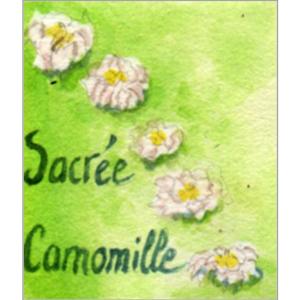 Infusion de plantes Sacrée Camomille