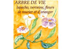 Infusion de plantes Arbre de vie
