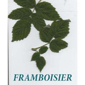 Feuilles de framboisier