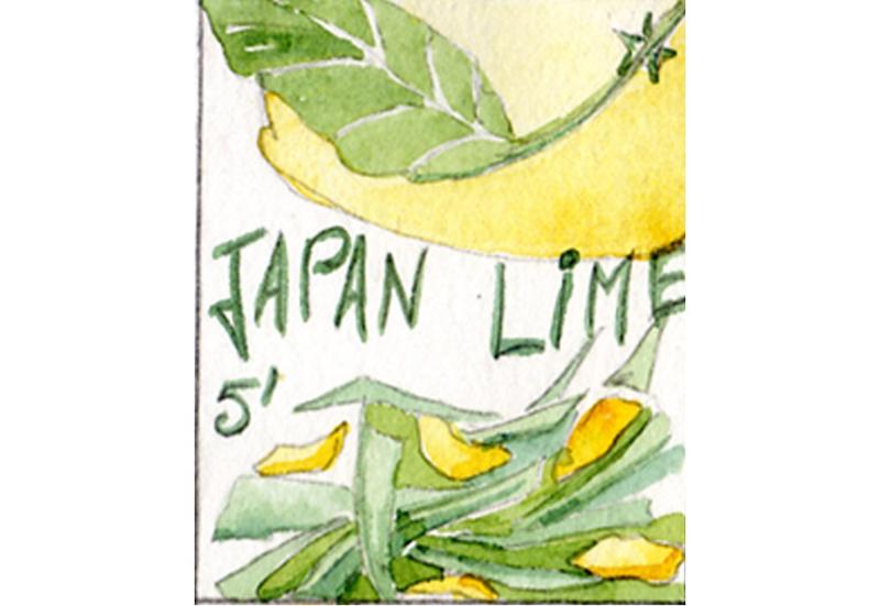 Thé vert parfumé Japan Lime