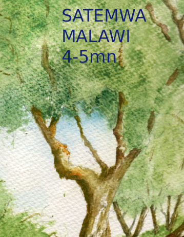 Thé noir Malawi Satemwa
