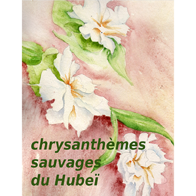 Infusion Fleurs de Chrysanthèmes Jaunes