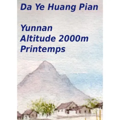 Puerh cru de Chine Da Ye Huang Pian : rond, végétal et fruité, sans amertume. Grande longueur en bouche et parfait en infusions multiples, issu de théiers cultivés naturellement.