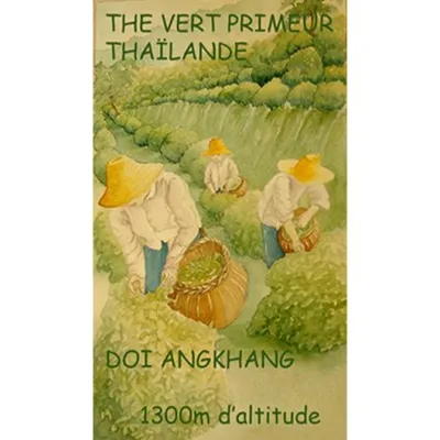 Le thé vert de Thaïlande Doi Angkhang est un thé vert primeur récolté sur la meilleure parcelle de la plantation du Projet Royal de Thaïlande à Doi Angkhang à 1,300 mètres d’altitude. Des arômes très floraux, de fleurs blanches, lilas, complexes et