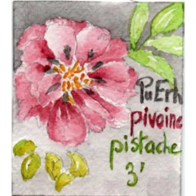 Le thé Pu Erh pistache pivoine est un mélange de thé Pu Erh, de pistache bien toastée et des lumineuses fleurs de pivoine
