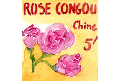 Les feuilles de ce thé de Chine, particulièrement fines sont mêlées aux pétales de rose qui diffusent leur parfum délicat pour en faire une boisson d'après midi très raffinée.