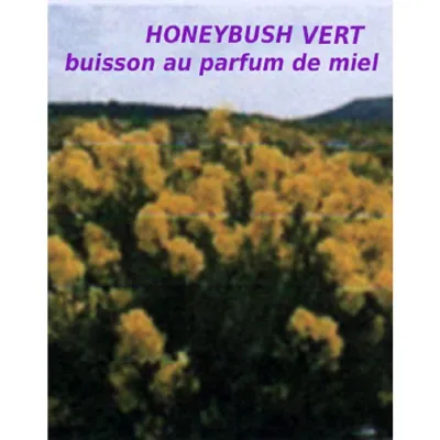 Honeybush vert: plante sauvage de la montagne du Cederberg en Afrique dusud, dont les feuilles et les fleurs sont très parfumées et dégagent une douceodeur de miel, d'où son nom de "buisson au parfum de miel".