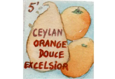 Les oranges douces apportent du moelleux à ce thé de Ceylan et permettent à des néophytes de trouver leur plaisir dans une tasse mordorée à toute heure de la journée.