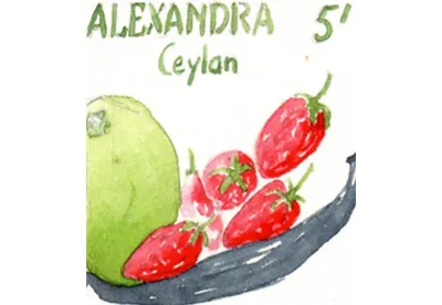 Le thé noir parfumé Alexandra est un jeu subtil entre la sage vanille et l'insouciante fraise des bois, arbitré par une pointe de citron vert. 