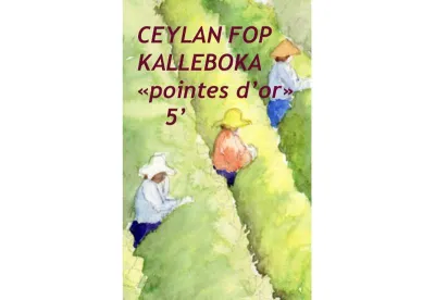 Le thé noir de Ceylan Kalleboka "Pointes d'or" est un thé à fines feuilles alliant force et finesse dans la tasse.