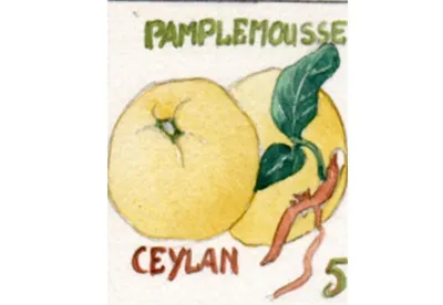 Le pamplemousse est à lui seul un puissant accompagnement à un thé de Ceylan bien charpenté pour soutenir son propre éclat. Thé désaltérant qui peut être bu toute la journée.