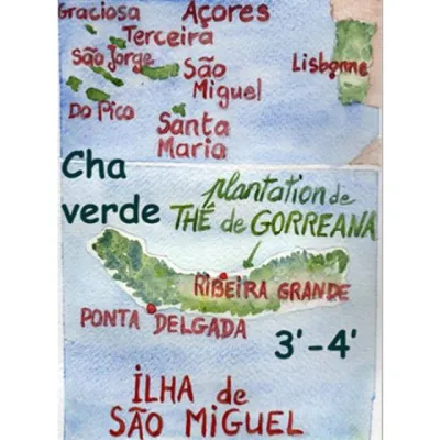 Le thé vert des Açores Cha verde  est un thé aux saveurs végétales et une belle longueur en bouche.