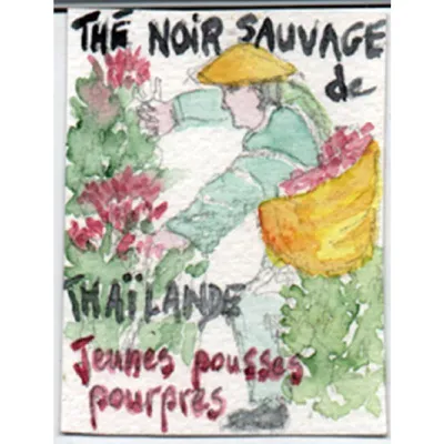 Le thé noir sauvage de Thaïlande Jeunes Pousses Pourpres est complétement unique. Pour le produire, le producteur doit faire un trek pendant des heures dans la jungle luxuriante pour trouver des théiers sauvagesaux jeunes pousses pourpres.
