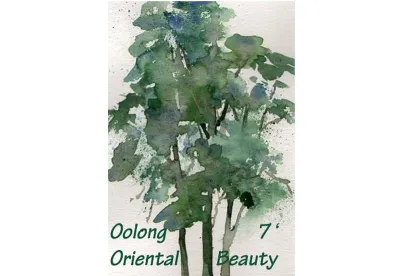 Le thé Oolong Oriental Beauty est un thé de Thaïlande récolté à la main, oxydé à 60% et légèrement torréfié. Thé exceptionnel produits exclusivement avec des feuilles de Jinxuan et Rhuan Zhe grignotées par des insectes. Arômes miellés et floraux. Longue